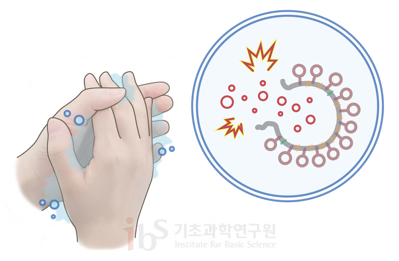 비누로 손 씻기는 바이러스 감염을 막는 가장 좋은 예방법이다. 비누로 손을 씻는 과정에서 사스코로나바이러스-2의 외부 벽 일부가 파괴되며 바이러스가 소멸되기 때문이다. <사진=IBS 제공>