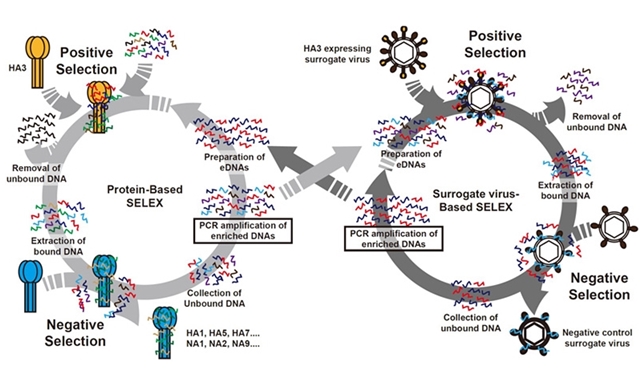 Viro-SELEX 법의 모식도. 대체 바이러스와 재조합 단백질을 이용한 positive selection과 다른 단백질과 baculovirus를 이용한 negative selection 과정을 통해 표적 단백질에만 강하게 결합하는 압타머들을 선별한다.<사진=POSTECH 제공>