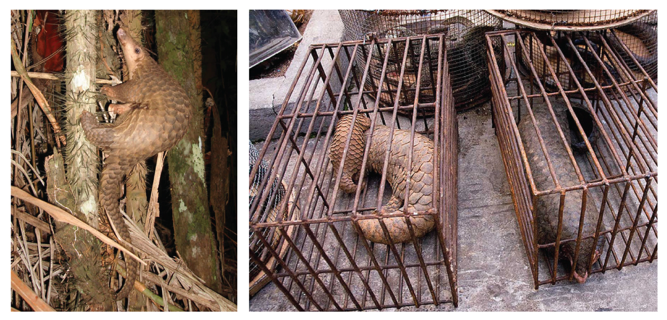 코로나19를 유발하는 사스코로나바이러스-2의 중간숙주로 지목된 말레이 천산갑은 동남아시아 열대지역에서 서식하는 야행성 포유동물이다. 멸종위기 종으로 보호 받지만, 여전히 불법 밀수되어 중국에서 약재와 식재료로 거래된다. <사진=IBS 제공>