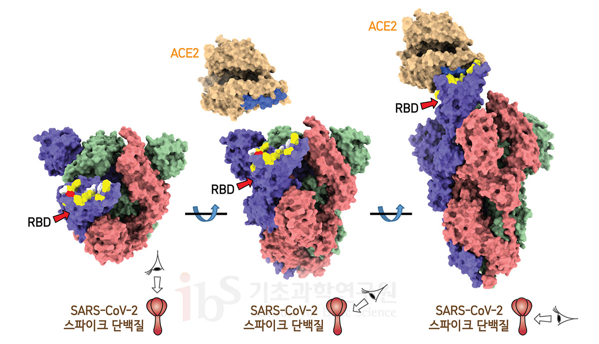 사스코로나바이러스-2 스파이크단백질에서 ACE2가 결합하는 부위를 보면 상당 부분이 천산갑 코로나바이러스와 같은 서열을 갖는 반면, 박쥐 코로나바이러스와는 다른 서열을 갖고 있다(노란색). 흰색은 스파이크단백질에서 ACE2와 결합하는 부위 중 사스코로나바이러스-2, 천산갑 코로나바이러스, 박쥐 코로나바이러스 모두 같은 서열을 갖는 곳이다, 파란색은 ACE2에서 코로나바이러스 스파이크단백질 RBD와 결합하는 부분이다. <사진=IBS 제공>
