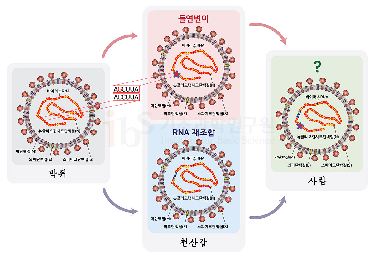 박쥐에서 천산갑으로 옮겨간 바이러스가 돌연변이(그림은 C 염기서열이 G로 변한 것으로 가정)나 RNA 재조합(빨간색이 파란색으로 바뀐 부분이 재조합으로 획득한 RNA부위임을 가정한 예시) 등을 통해 전파력이 강해진 것으로 추정된다. <사진=IBS 제공>