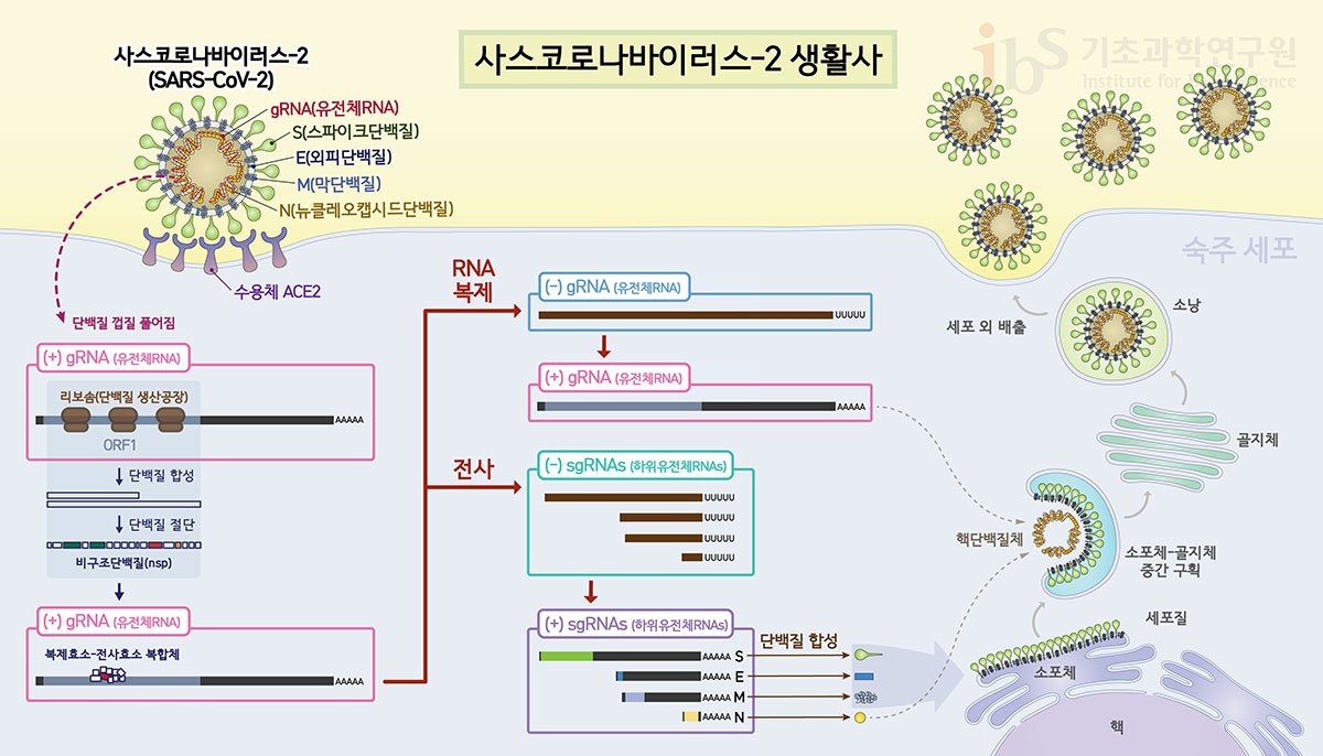 사스코로나바이러스-2가 세포에 침입한 뒤 만들어낸 RNA중합효소는 바이러스 증식에 핵심적인 역할을 한다. 바이러스의 유전체RNA(gRNA)를 대량으로 복제하는 한편, 하위 유전체RNA(sgRNA)를 전사하여 바이러스 구조물을 만든다. <사진=IBS 제공>
