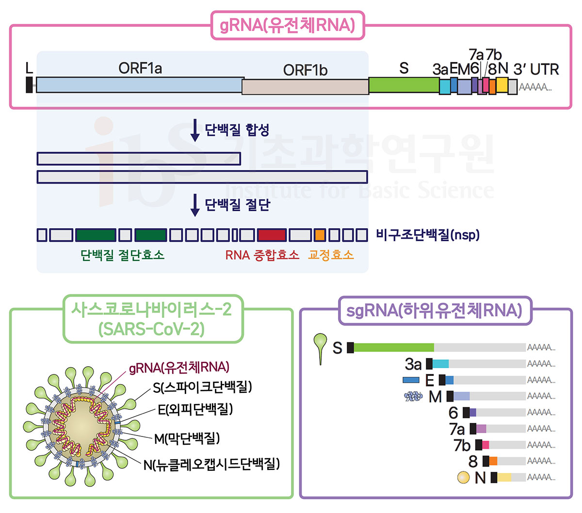 사스코로나바이러스-2의 ORF1a 유전자는 긴 단백질 사슬을 만들고, 단백질 사슬은 여러 개의 비구조단백질(NSP)로 분할되며 바이러스의 증식이 시작된다(위). 아래는 사스코로나바이러스-2의 구성성분과 구조물을 만드는 하위유전체RNA(sgRNA)들로 IBS RNA 연구단은 최소 9종류의 sgRNA가 만들어짐을 규명했다. <사진=IBS 제공>