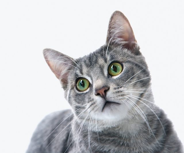 미국과 일본 연구진이 고양이 간 코로나19 전염 사실을 확인했다. 반려동물과 스킨십에 주의가 필요할 것으로 보인다.<사진=이미지투데이>
