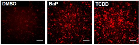 AHR을 증가시키는 BaP, TCDD 약물 처리를 하자 세포의 형광발현이 증가됨을 확인 할 수 있다.<사진= 안전성평가연구소>