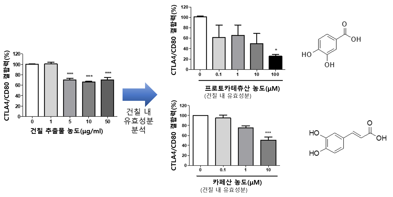 건칠 성분의 면역관문 단백질(CTLA4) 분자결합 저해 효과. <사진=한의학연 제공>