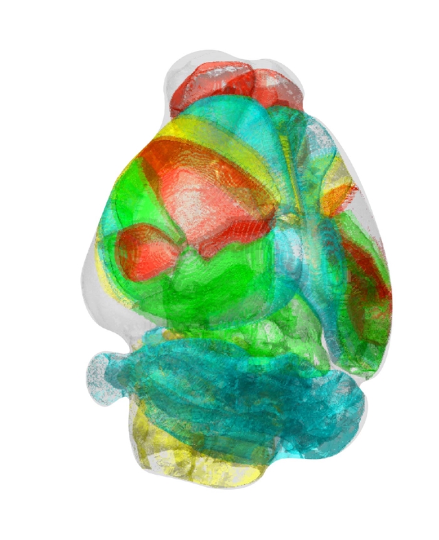 쥐의 표준화된 3차원 뇌 지도. <사진=KAIST 제공>
