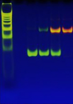 DNA와 결합해 오렌지색 형광을 띠는 은나노클러스터센서 사진. <사진=원자력연 제공>