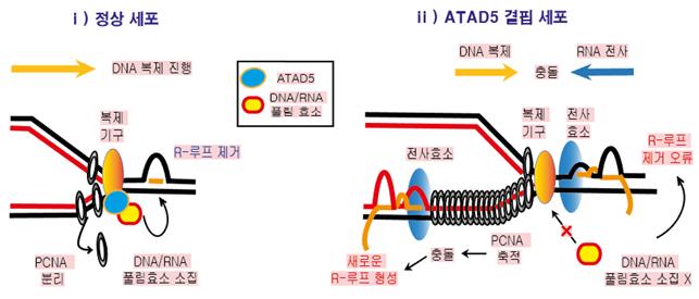 DNA 복제 과정에서 ATAD5 단백질의 R-루프 조절 메커니즘.<사진= IBS> 