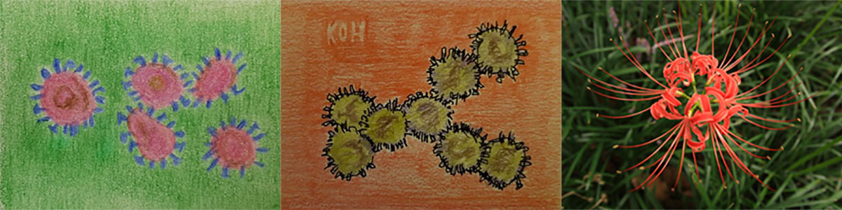 코로나19를 일으키는 사스코로나바이러스-2는 표면에 돌기형태의 스파이크단백질 분자가 촘촘히 달려있는 형태다. 스파이크단백질은 사람의 비강이나 호흡기 섬모세포에 다량 존재하는 수용체(ACE2)를 활용하여 세포 내로 침투한다. 가을에 꽃이 피는 상사화(오른쪽)가 사스코로나바이러스-2와 모양이 유사하다. <그림=고규영 IBS 혈관 연구단장(Pixabay 발췌)>