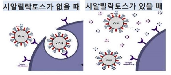 바이러스는 특정 수용체에 들러붙어 세포에 침투한다(좌). 그런데 모유 성분 '시알릴락토스'가 있으면 바이러스가 시알릴락토스와 결합한다. 이렇게 되면 바이러스가 세포 표면에 붙을 스파이크 단백질이 없어진다. <사진=진켐 제공>