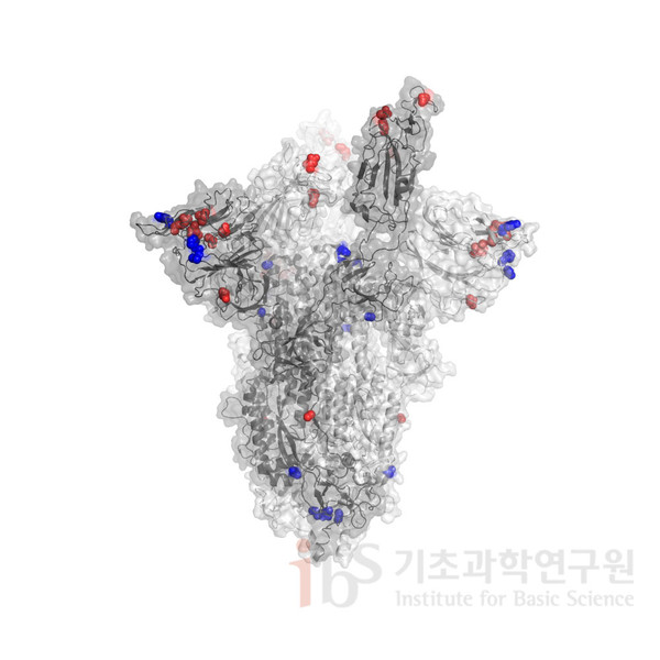 사스코로나바이러스-2의 스파이크 3차원 구조 (PDB code: 7A97)에 표시한 돌연변이 위치. 남아프리카공화국에서 발견된 코로나 바이러스 변이(빨간색)와 영국에서 발견된 코로나 바이러스 변이(파란색)를 비교하면 그 위치가 상당히 다른 것을 볼 수 있다. (Benton DJ, Nature, 2020 Dec;588(7837):327-330) [사진=IBS]