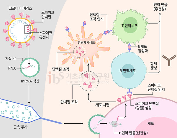 mRNA 백신의 작동원리. 사스코로나바이러스-2 스파이크단백질의 유전정보를 담은 mRNA는 사람의 세포로 들어가 스파이크단백질을 만든다. 이를 바이러스 침입으로 착각한 인체는 스파이크단백질에 대한 항체를 만들어낸다. mRNA 백신이 후천성 면역 반응을 유도하는 것이다. [Topol, 2020] [사진=IBS]