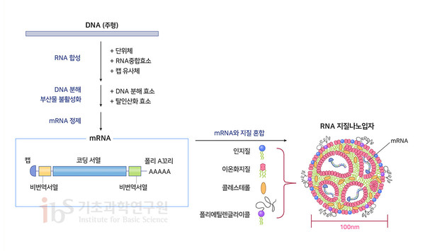 mRNA 백신의 구조와 제조 방법. mRNA는 단백질의 정보를 담은 코딩서열, 단백질 생산을 돕는 비번역서열, mRNA가 파괴되지 않도록 막는 캡 그리고 mRNA를 안정적으로 유지하는 폴리A꼬리로 구성된다. RNA를 세포 내로 전달하기 위해 지질과 폴리에틸렌글라이콜 등을 섞어서 나노입자를 만든다. [Verbeke et al., 2019; Linares-Fernández et al., 2019] [사진=IBS]