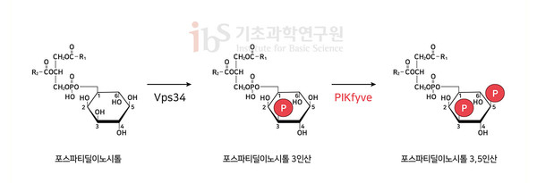 포스파티딜 이노시톨의 인산화 과정. PIKfyve는 포스파티딜 이노시톨 3인산(PI3P)의 5번째 위치에 있는 수산기(OH)에 인산을 붙여 포스파티딜 이노시톨 3,5인산(PI(3,5)P2)을 만든다. [사진=IBS]