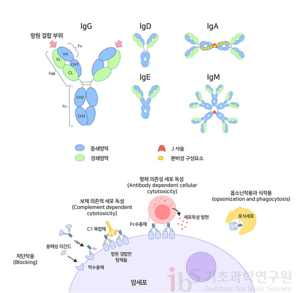 체내 항체는 IgG, IgD, IgA, IgE, IgM 등 5가지의 동종을 가지고 있다(위). 항암 항체치료제 원리 : 1) 차단작용 : 항체 치료제가 암의 원인이 되는 세포 내 항원을 인식하고 결합하여 암세포 성장을 억제 2) 보체/항체의존성 세포독성 : 암세포표면에 위치한 암세포 특이적 항원들과 결합한 항체의 Fc 영역이 보체복합체나 면역 세포에 존재하는 수용체와 결합하여 암세포를 사멸시킬 수 있는 세포독성을 유도함.(아래). [사진=IBS(앱솔루트안티바디닷컴 발췌, 재편집)]