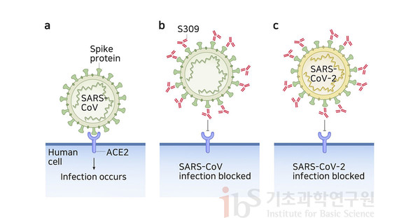 코로나19 항체치료제(S309)는 사스코로나바이러스-2의 스파이크단백질과 결합해 바이러스를 중화한다. 감염의 시작 단계인 세포의 ACE2 수용체와 스파이크단백질의 결합을 막는 전략이다. [사진=IBSWhittaker and Daniel, 2020 발췌)]