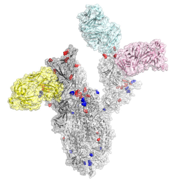 사스코로나바이러스-2 스파이크단백질의 수용체결합영역(RBD)에 결합한 항체의약품. 하늘색과 분홍색은 리제네론에서 개발 중인 항체의약품, 노란색은 비르바이오테크놀로지에서 개발 중인 항체의약품을 나타낸다. 붉은색 원은 남아프리카공화국에서 발견된 사스코로나바이러스-2 변이를, 파란색 원은 영국에서 발견된 변이를 나타낸다. [사진=IBS]