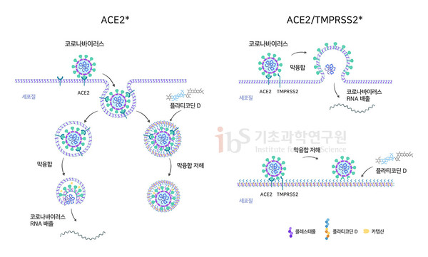 플라티코딘 D가 두 개의 상이한 사스코로나바이러스-2 진입 과정을 억제하는 메커니즘. 플라티코딘 D는 인체 세포 세포막에 끼어들어 사스코로나바이러스-2 외피와 엔도좀(왼쪽) 혹은 바이러스와 세포막(오른쪽) 간의 막 융합을 저해한다. [사진=IBS]