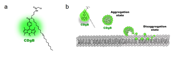 IBS가 살아있는 B세포를 식별할 수 있는 새로운 형광분자 'CDgB'를 개발했다. 살아있는 세포의 이상현상을 파악해 질병을 조기예측하는 시스템 등으로 활용이 기대된다.[사진=IBS 제공]