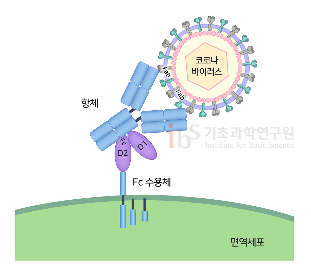 항체는 병원체에 따라 다른 모양을 갖는 Fab와 공통부분인 Fc로 나뉜다. 이중 Fc가 일부 면역세포가 가진 Fc 수용체와 결합해야 면역세포 내로 유입될 수 있다. [사진=IBS 제공]