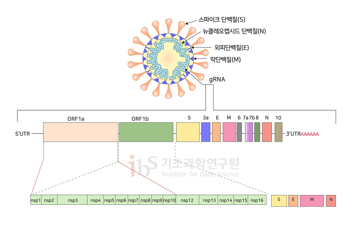 사스코로나바이러스-2는 16개의 비구조단백질(nsp)를 포함하여 스파이크단백질(S), 뉴클레오캡시드단백질(N), 외피단백질(E), 막단백질(M) 등 총 27개의 단백질을 가지고 있다. 다른 단백질과 달리 nsp2의 기능에 대해서는 아직 명확히 밝혀지지 않았다. [Rastogi et al., 2020] [사진=IBS 제공]