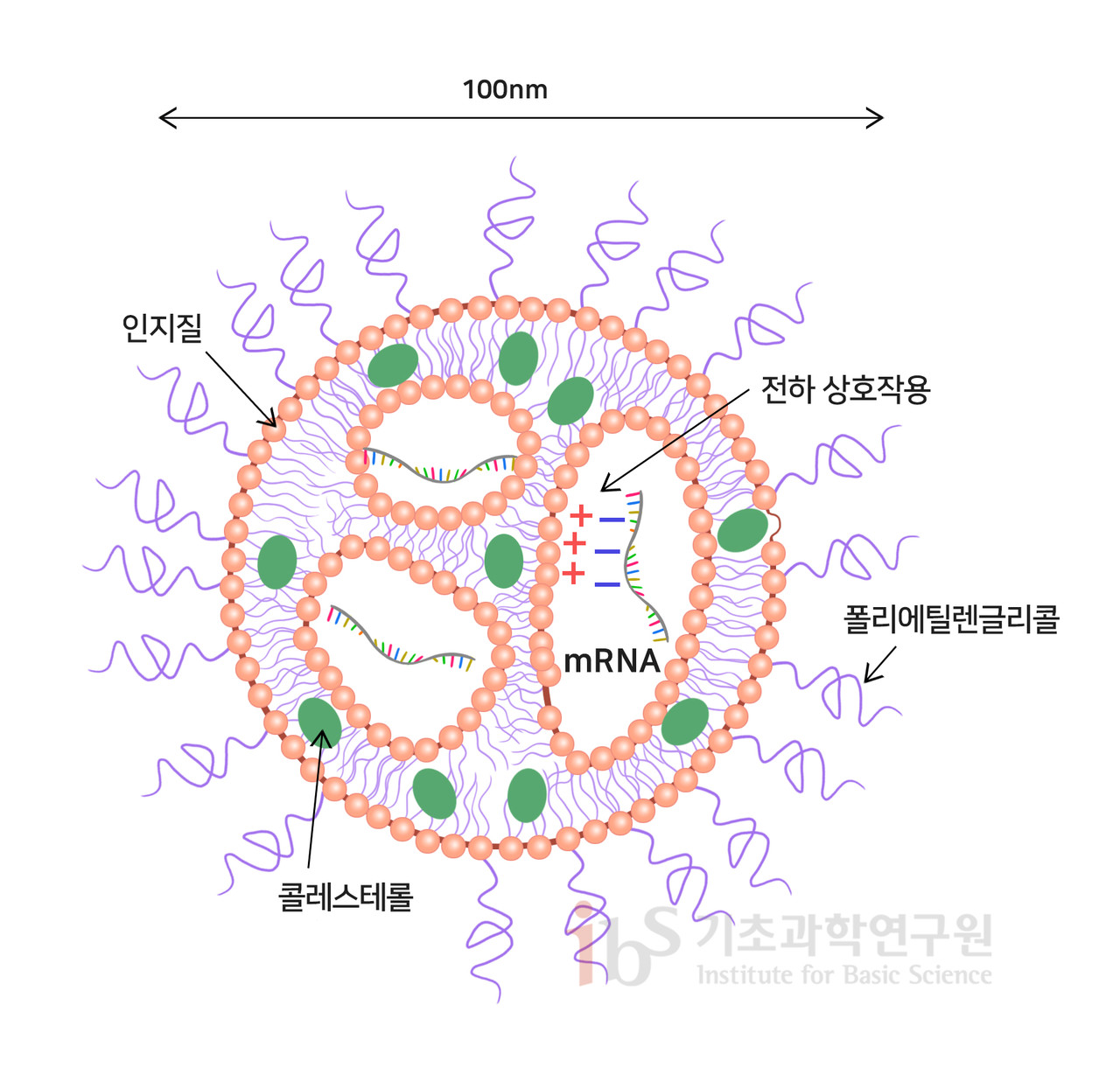 지질나노입자(LNP)의 모식도. LNP는 약 100nm의 크기를 가지며 인지질, 콜레스테롤, 폴리에틸렌글리콜 등의 물질로 구성된다. mRNA는 LNP 안에 담겨 체내로 주입되는데, 양전하를 띤 인지질과의 상호작용 덕분에 안정적으로 타깃 세포까지 전달될 수 있다. [사진=IBS]