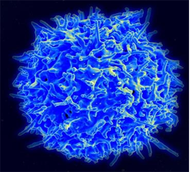 주사전자현미경(SEM)으로 촬영한 건강한 사람의 T세포. [사진=IBS(Flickr 발췌)]