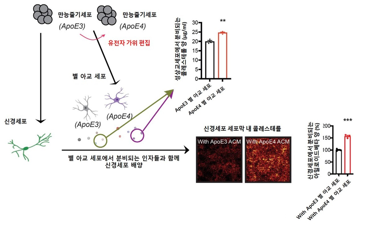 Early Detection Of Alzheimer's Using 'pluripotent Stem Cells' - Archyde