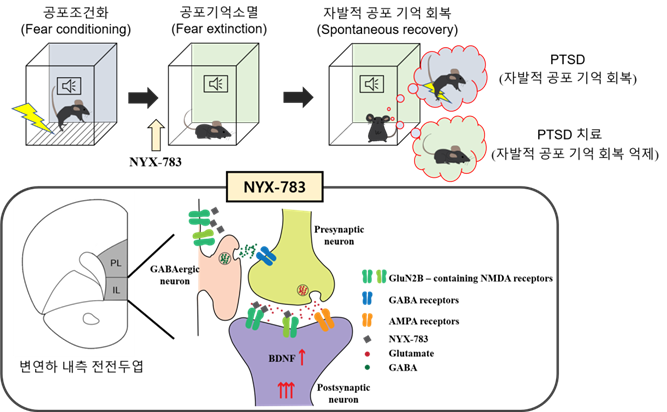 NYX-783의 PTSD 치료 효과 기전. NYX-783을 주사한 마우스에서는 PTSD 모델에서 나타나는 자발적 공포 기억 회복이 억제돼 있음을 확인했다. NYX-783에 의한 변연하 내측 전전두엽에서의 GluN2B 소단위체를 포함하는 NMDA 수용체의 활성과 BDNF 단백질의 발현 증가가 주요하게 작용한다. [사진=IBS 제공]