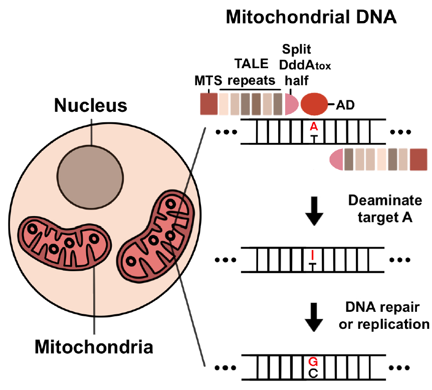 미토콘드리아 DNA에서 TALED의 아데닌 염기 교정 모식도. 미토콘드리아(mitochondria) 내부로 전달된 TALED가 아데닌(A)의 탈아민화 반응을 일으켜 이노신(I)으로 바꾼다. 이후 DNA 수선 과정 또는 복제 과정을 거쳐 최종적으로 구아닌(G)로 치환되게 된다. [사진=기초과학연구원]