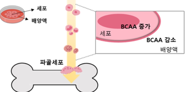 파골세포 다이어그램