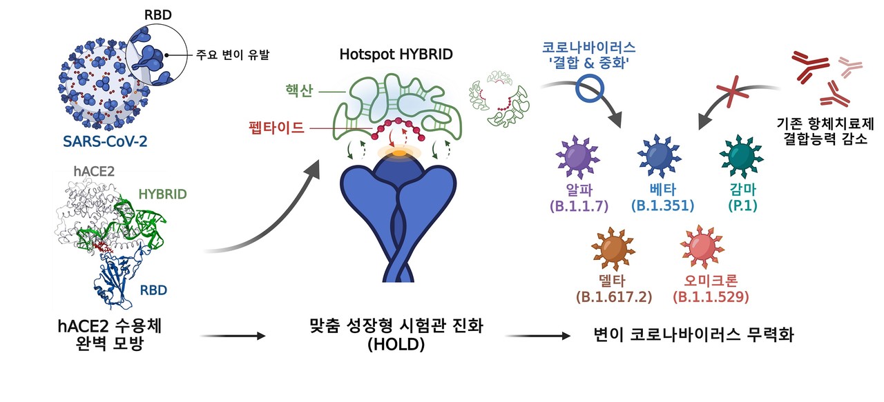 '안지오텐신 전환효소(hACE2)' 수용체 모방 하이브리드 중화제 개발 과정. 연구팀의 독자적인 시험관 진화 기술(HOLD)을 통해 개발된 펩타이드-핵산의 하이브리드 중화제는 COVID-19 변이 바이러스의 대응에 우수하다. [자료=POSTECH 제공]