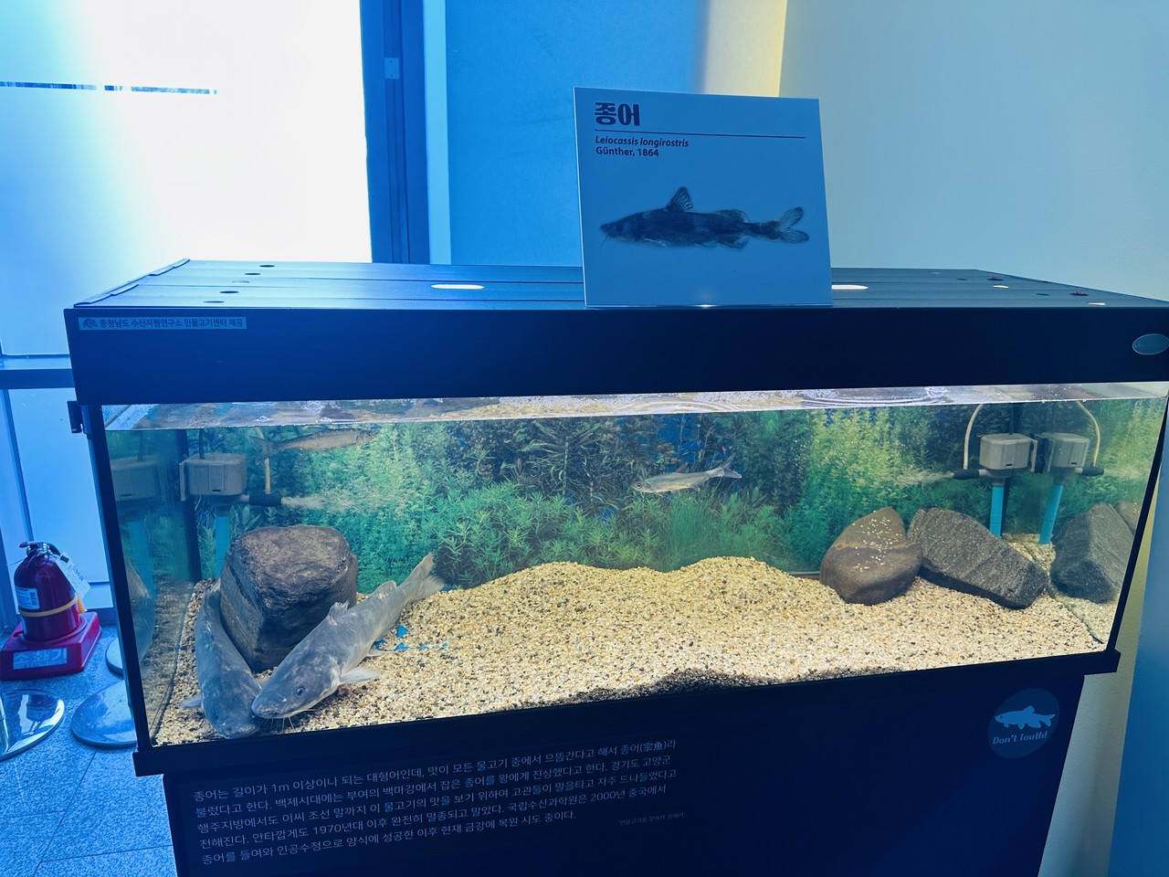 중국 철갑상어는 한때 중국의 양쯔강과 황허강 유역에 서식했던 멸종된 물고기 종입니다. 마지막으로 살아있는 개체가 2003년에  목격되었고, 2020년에 멸종된 것으로 선언되었습니다. : r/Naturewasmetal, image size:1280x960