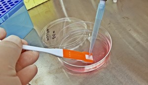 30초만에 세포 분리 마치고 "커피 한잔?" - 뉴스 썸네일 이미지